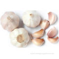 Buy Organic Culinary Garlic Low Price